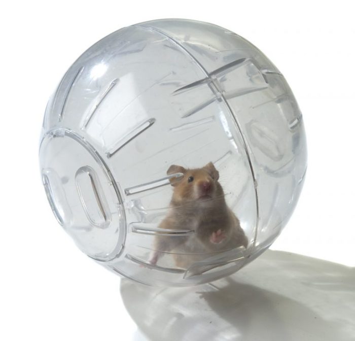 A hamster in a ball begins its journey