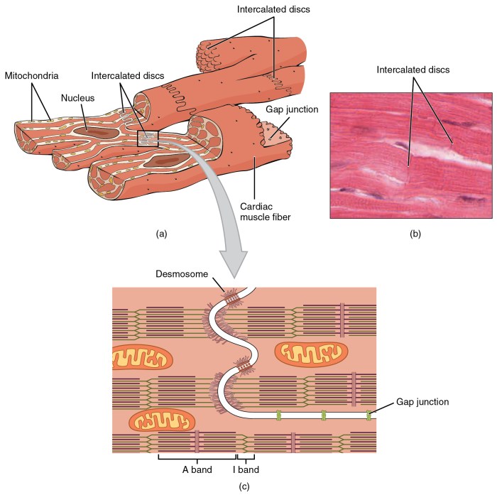 Which of these characteristics applies only to cardiac muscle tissue