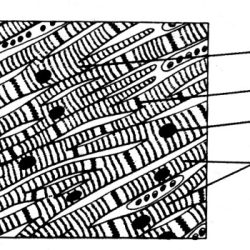 Which of these characteristics applies only to cardiac muscle tissue