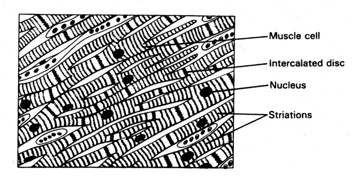 Which of these characteristics applies only to cardiac muscle tissue